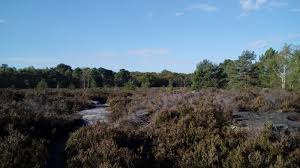 randonnée foret de fontainebleau